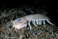 Squilla mantis